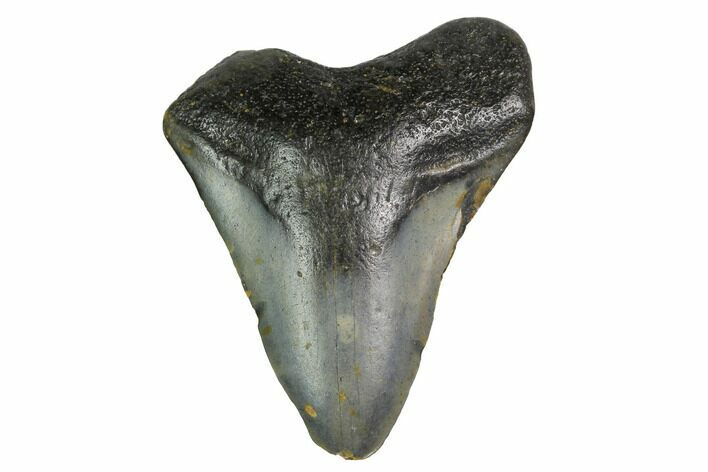Bargain, Megalodon Tooth - North Carolina #152817